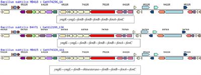 Genetic Evidences of Biosurfactant Production in Two Bacillus subtilis Strains MB415 and MB418 Isolated From Oil Contaminated Soil